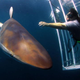 Illustration for article titled Shark Week Lied to Scientists to Get Them to Appear in Documentaries